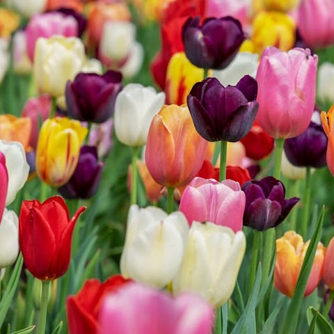 Are Tulips Perennial or Annual? Unveiling the Nature of Tulip Lifecycles