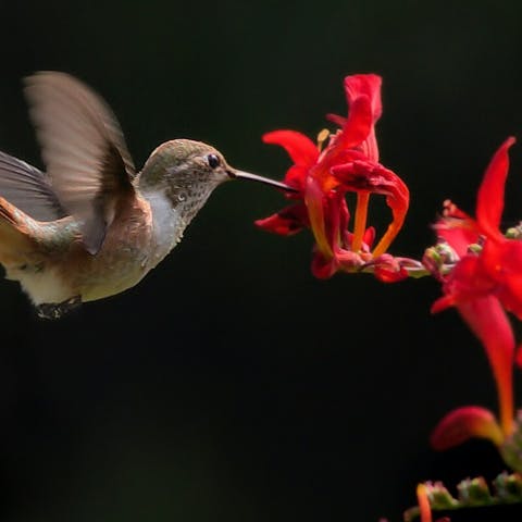 what flowers do hummingbirds like?