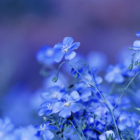 Blue Flowers and Their Uses and Meanings