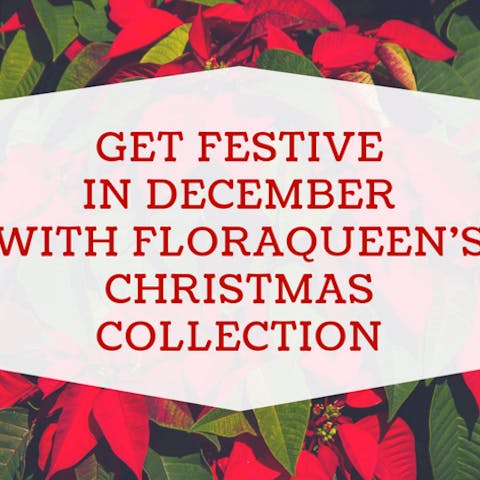 Get Festive In December With FloraQueen’s Christmas Collection