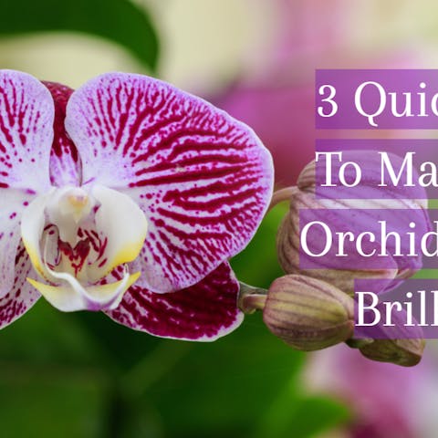 3 Quick Ways To Make Your Orchids Bloom Brilliantly
