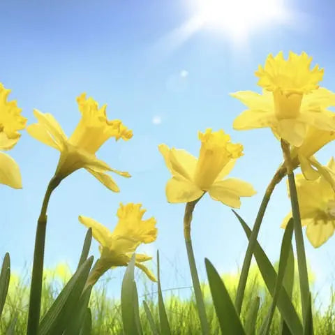 Flower-of-the-Month-March-Daffodil Flora Queen