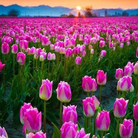 Flowers-of-the-World-Europe Flora Queen