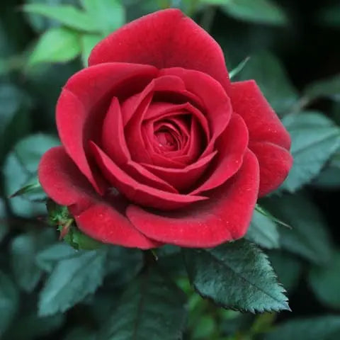 Flowers-of-the-World-Norway Flora Queen