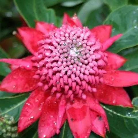 Flowers-of-the-World-Australia Flora Queen