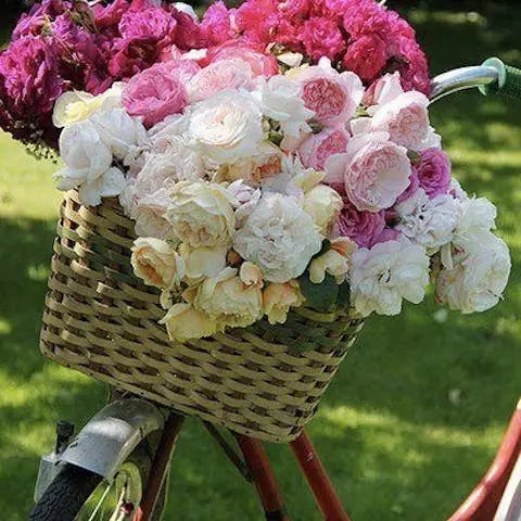 Enrich-your-life-with-summer-flowers Flora Queen