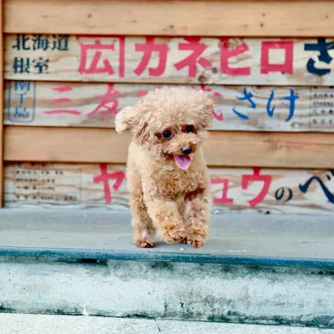 Teacup-Puppies-The-Ultimate-Guide-to-Miniature-Canine-Companions Flora Queen