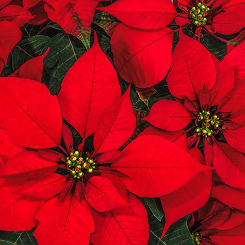 A Flowery Christmas