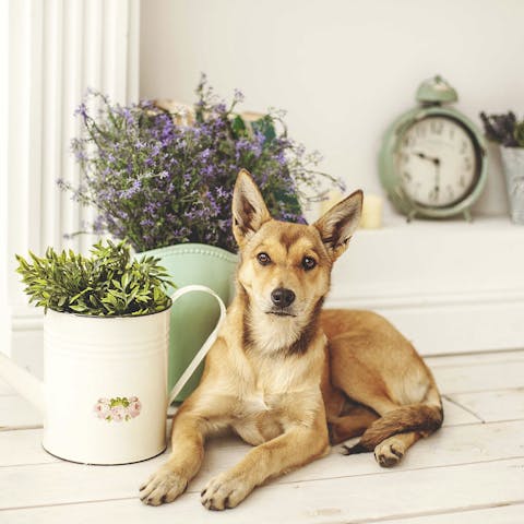 Flowers and plants are NOT our pet’s best friends!