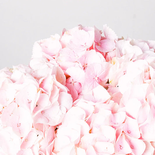 Romantic Poem Flora Queen Flora Queen