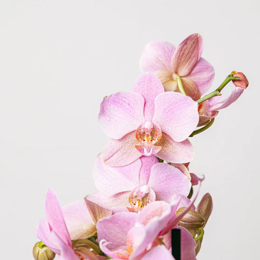 Smooth Song Flora Queen