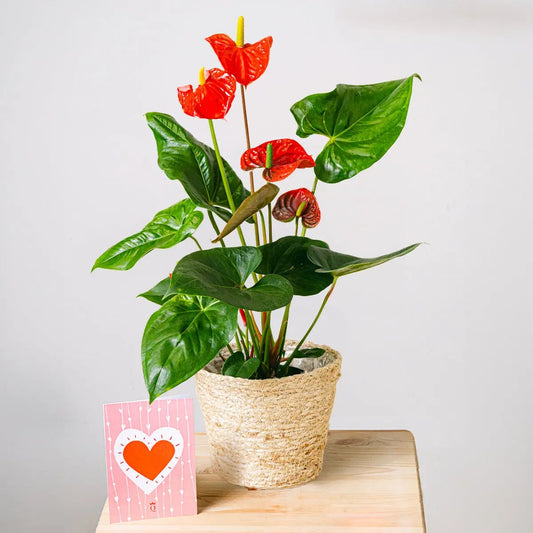 True Affection Flora Queen